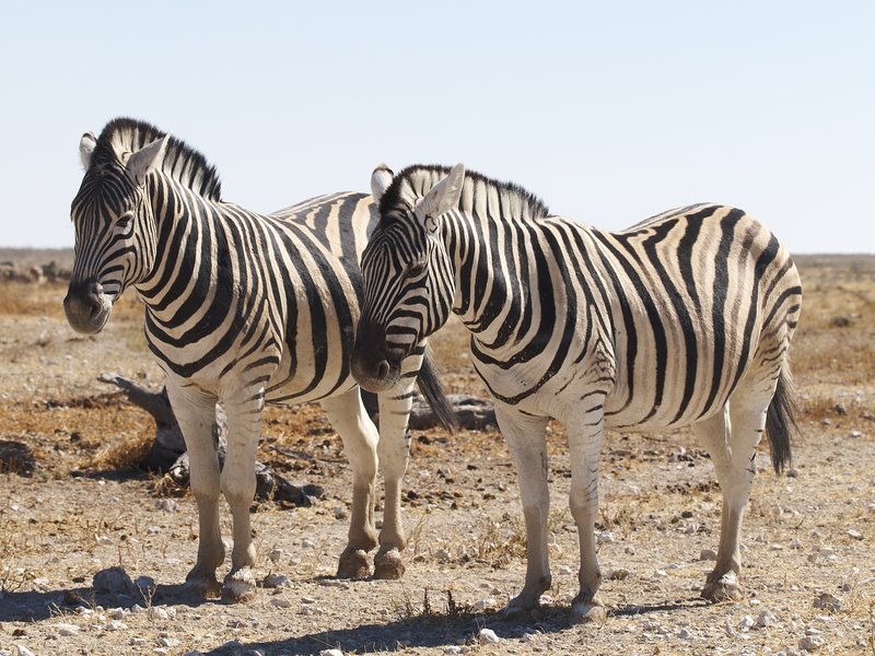 Etosha National Park, Zebra